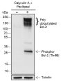 Anti-Phospho-Bcl-2 (Thr56) Rabbit pAb
