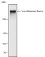 Anti-Von Willebrand Factor Rabbit mAb