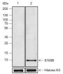 Anti-S100B Rabbit pAb
