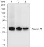 Anti-Annexin A1 Rabbit pAb