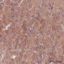 Anti-Pan-Trk Rabbit mAb