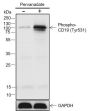 Anti-Phospho-CD19 (Tyr531) Rabbit pAb