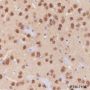 Anti-DARPP-32 Rabbit mAb