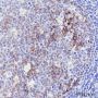 Anti-VCAM1 Rabbit mAb