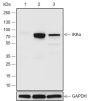 Anti-IKK alpha Rabbit mAb
