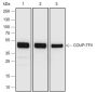 Anti-COUP-TFII Rabbit mAb
