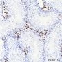 Anti-COUP-TFII Rabbit mAb