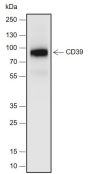 Anti-CD39 Rabbit mAb