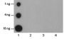 Anti-Phospho-Histone H3 (Ser10) Rabbit pAb