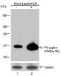 Anti-Phospho-Histone H3 (Ser10) Rabbit pAb