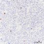 Anti-Phospho-Histone H3 (Ser10) Rabbit pAb