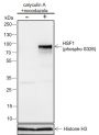 Anti-Phospho-HSF1 (Ser326) Rabbit mAb