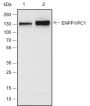 Anti-ENPP1/PC1 Rabbit mAb