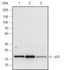 Anti-p21 Rabbit mAb