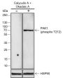 Anti-Phospho-PAK1 (Thr212) Rabbit mAb