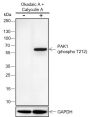 Anti-Phospho-PAK1 (Thr212) Rabbit mAb