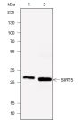 Anti-SIRT5 Mouse mAb