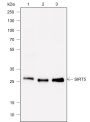 Anti-SIRT5 Rabbit mAb