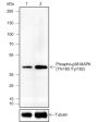 Anti-Phospho-p38 MAPK (Thr180/Tyr182) Mouse mAb