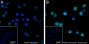 Anti-Phospho-p38 MAPK (Thr180/Tyr182) Mouse mAb