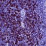 Anti-CD8 beta Rabbit mAb