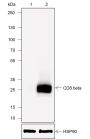 Anti-CD8 beta Rabbit mAb
