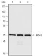Anti-MDH2 Rabbit pAb