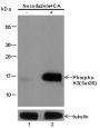 Anti-Phospho-Histone H3 (Ser28) Rabbit pAb