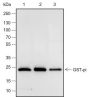 Anti-GST3/GSTP1 Rabbit mAb