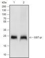 Anti-GST3/GSTP1 Rabbit mAb