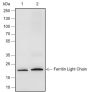 Anti-Ferritin Light Chain Rabbit mAb