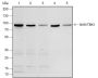 Anti-TBK1/NAK Rabbit mAb