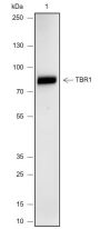 Anti-TBR1 Rabbit mAb
