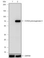 Anti-COX2 / Cyclooxygenase 2 Rabbit mAb