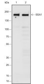 Anti-EEA1 Rabbit mAb