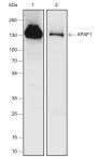 Anti-APAF1 Rabbit mAb