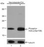 Anti-Phospho-Histone H2A.X (Ser139) Rabbit pAb