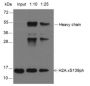 Anti-Phospho-Histone H2A.X (Ser139) Rabbit pAb