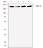 Anti-SMC1A Rabbit mAb