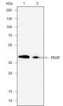Anti-PEDF Rabbit mAb