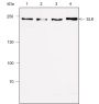Anti-SLK Mouse mAb
