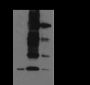 Anti-Phospho-Histone H2A (Thr120) Rabbit pAb