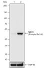 Anti-Phospho-MEK1 (Thr292) Rabbit mAb