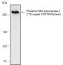 Anti-Phospho-RNA Polymerase II CTD Repeat YSPTSPS (Ser5) Rabbit mAb