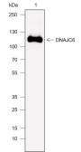Anti-DNAJC6 Rabbit mAb