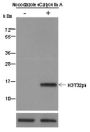 Anti-Phospho-Histone H3 (Thr32) Rabbit pAb