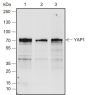 Anti-YAP1 Rabbit mAb