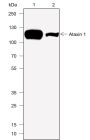 Anti-Ataxin-1 Rabbit mAb