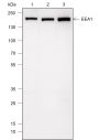 Anti-EEA1 Mouse mAb