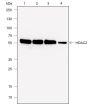 Anti-HDAC2 Mouse mAb